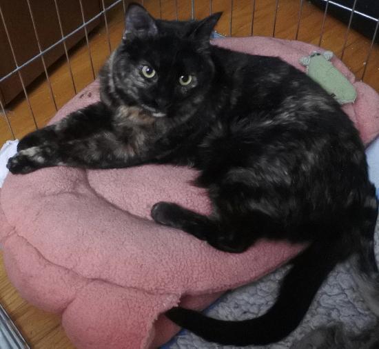 Bailey, Adoptable, Adult Female Domestic Short Hair & Tortoiseshell.