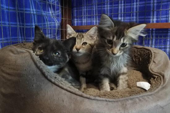 Bailey, a Adoptable mixed breed in Half Moon Bay, CA image 1/5