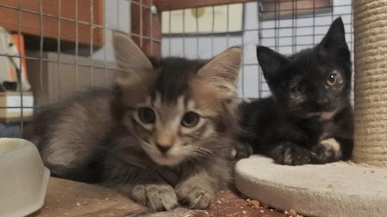 Bailey, a Adoptable mixed breed in Half Moon Bay, CA image 2/5