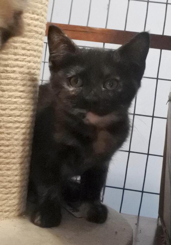 Bailey, a Adoptable mixed breed in Half Moon Bay, CA image 3/5