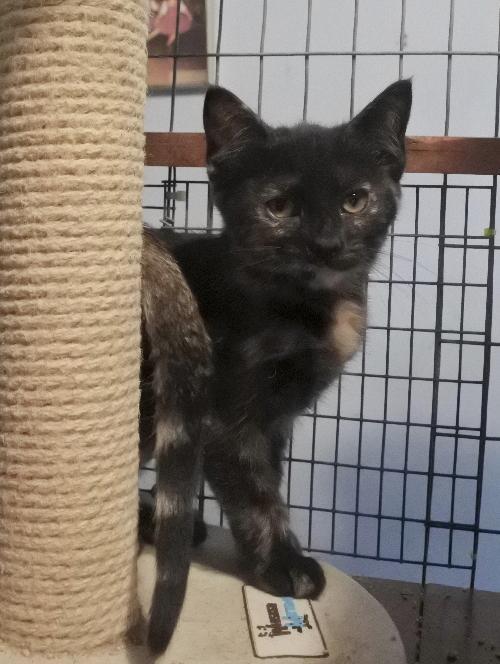 Bailey, a Adoptable mixed breed in Half Moon Bay, CA image 4/5