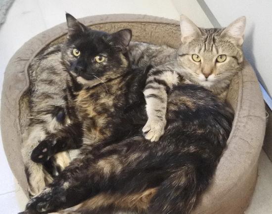 Enlarge Bailey, a Adoptable mixed breed in Half Moon Bay, CA image 5/6