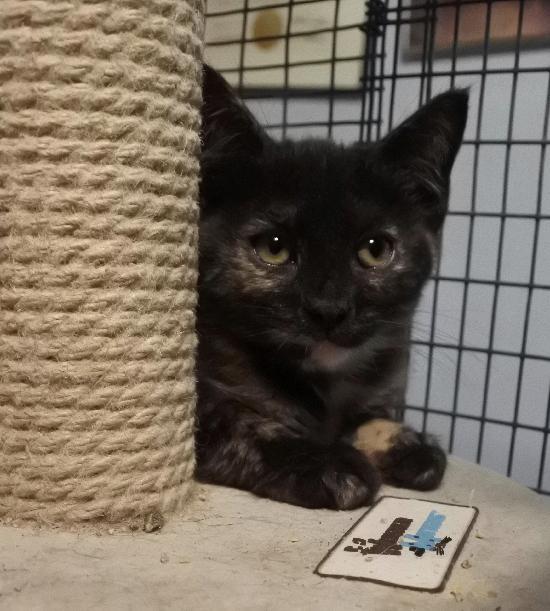 Bailey, a Adoptable mixed breed in Half Moon Bay, CA image 5/5