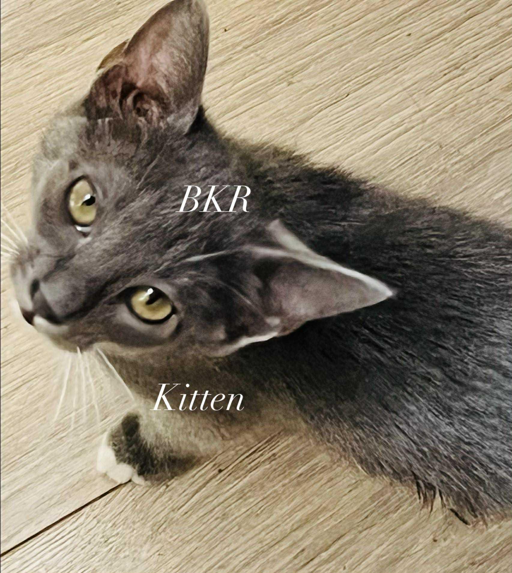 Kitten Pea, Adoptable, Kitten Female American Shorthair & Russian Blue.