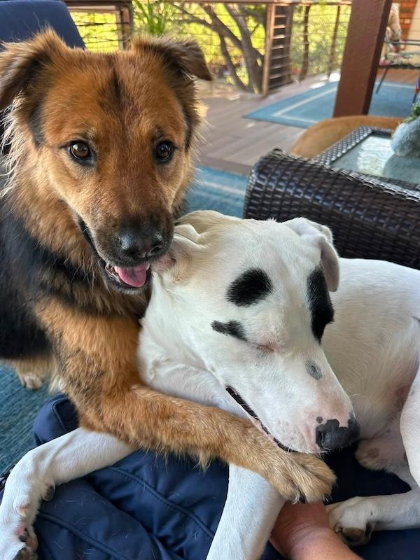 Enlarge Maizy, an adoptable mixed breed in Chino valley, AZ image 2/3