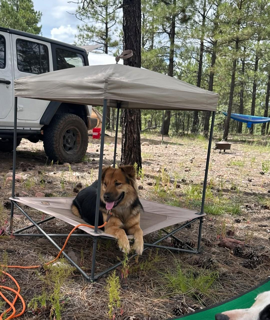 Enlarge Maizy, a Adoptable mixed breed in Chino valley, AZ image 2/4
