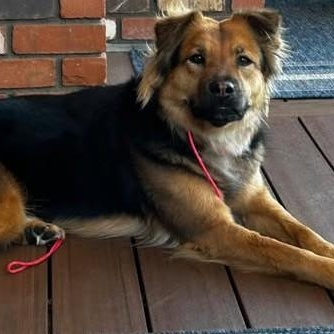 Maizy, adoptable, Adult Female German Shepherd Dog.