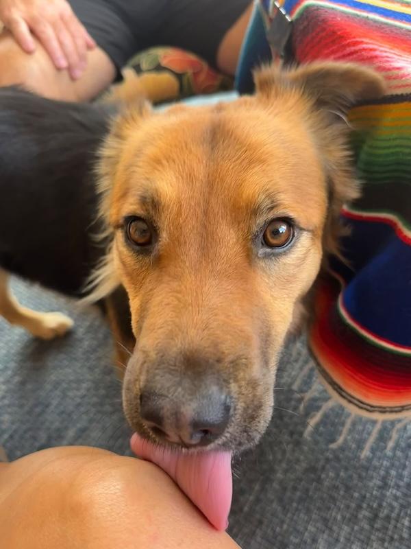 Enlarge Maizy, an adoptable mixed breed in Chino valley, AZ image 3/3