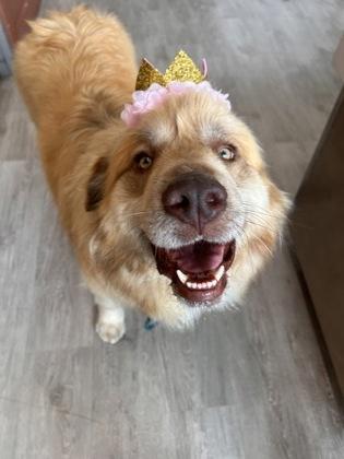 Enlarge Marigold, an adopted mixed breed in Downers Grove, IL image 1/3