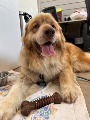 Enlarge Marigold, an adopted mixed breed in Downers Grove, IL image 3/3