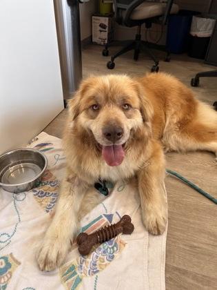 Enlarge Marigold, an adopted mixed breed in Downers Grove, IL image 2/3
