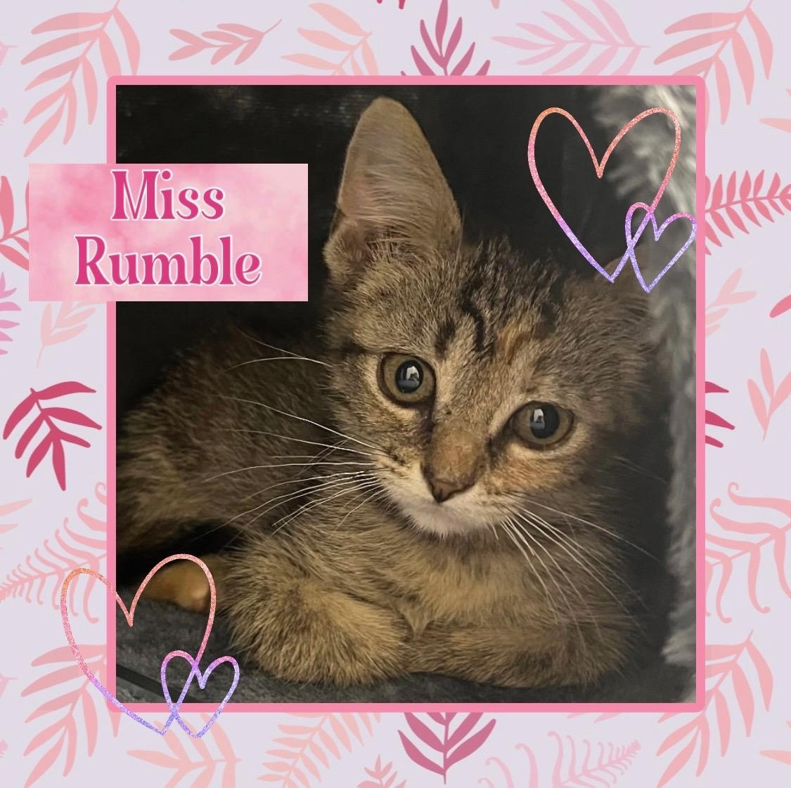 Enlarge Rumble, a Adoptable Domestic Short Hair in Kearney, NE image 1/1