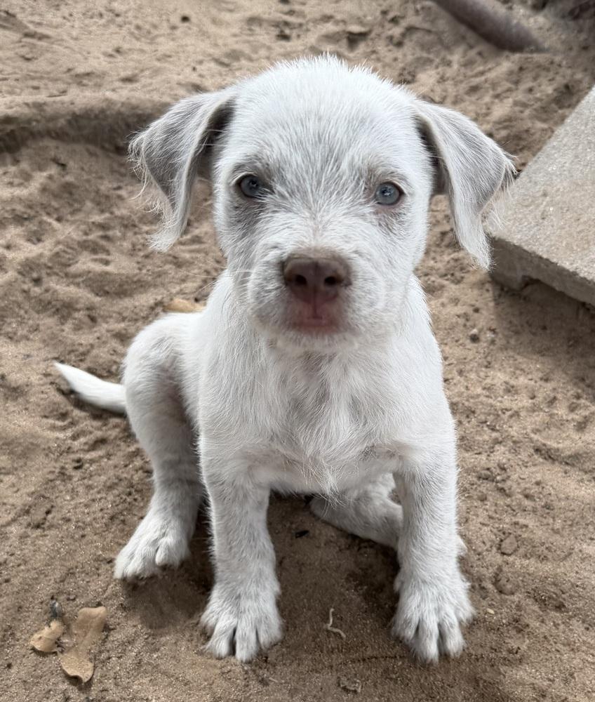 Enlarge Sunshine, a Adoptable mixed breed in Seguin, TX image 1/2