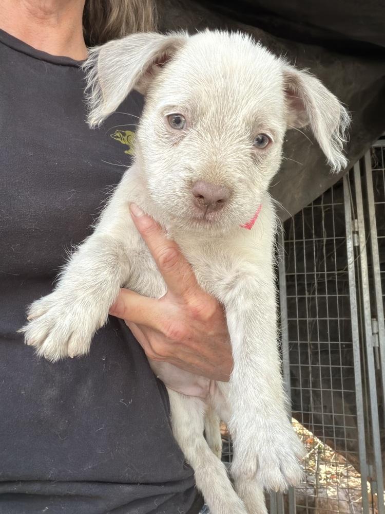 Enlarge Sunshine, a Adoptable mixed breed in Seguin, TX image 2/2