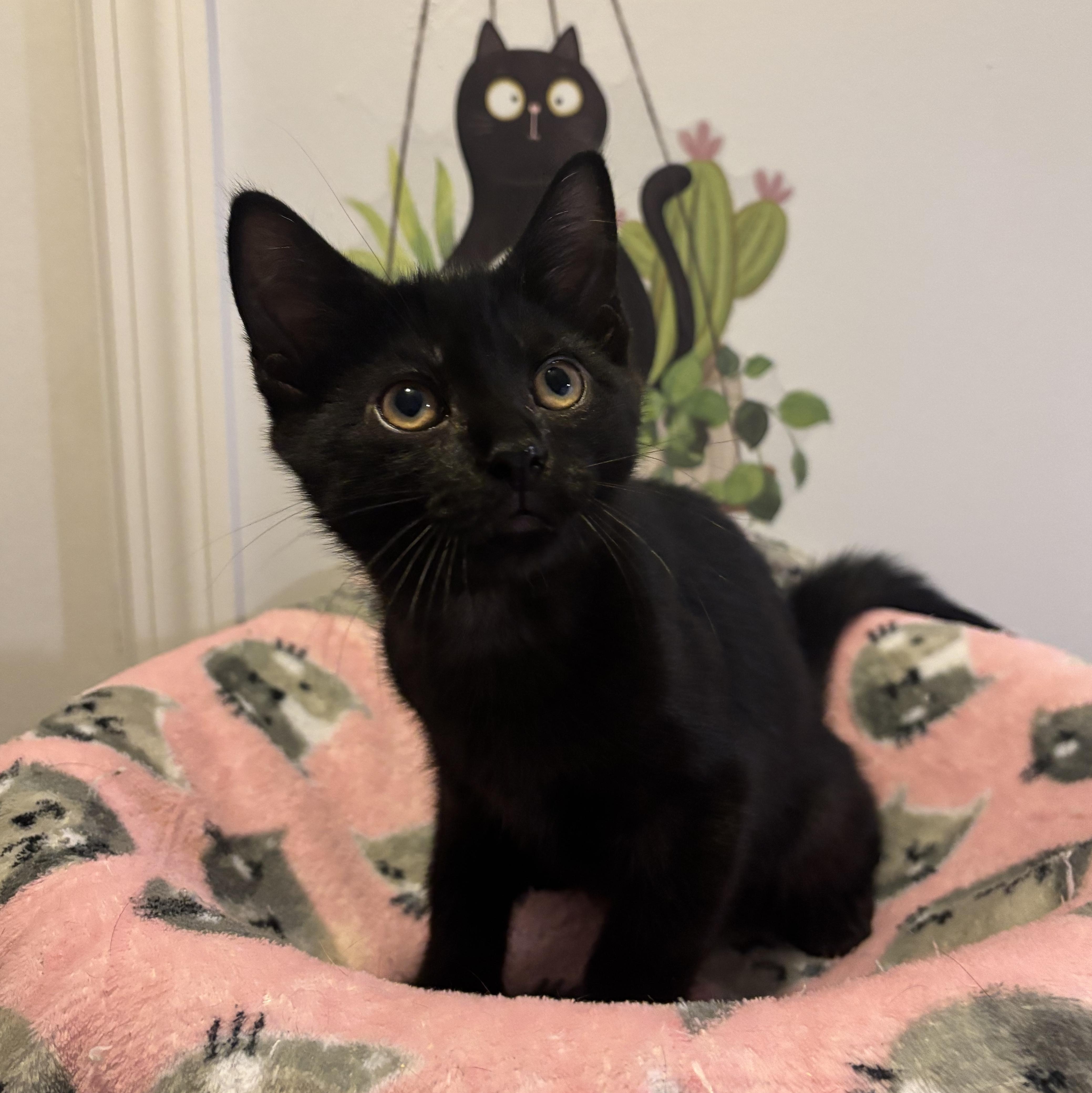 BOWIE - ADOPTION PENDING 2