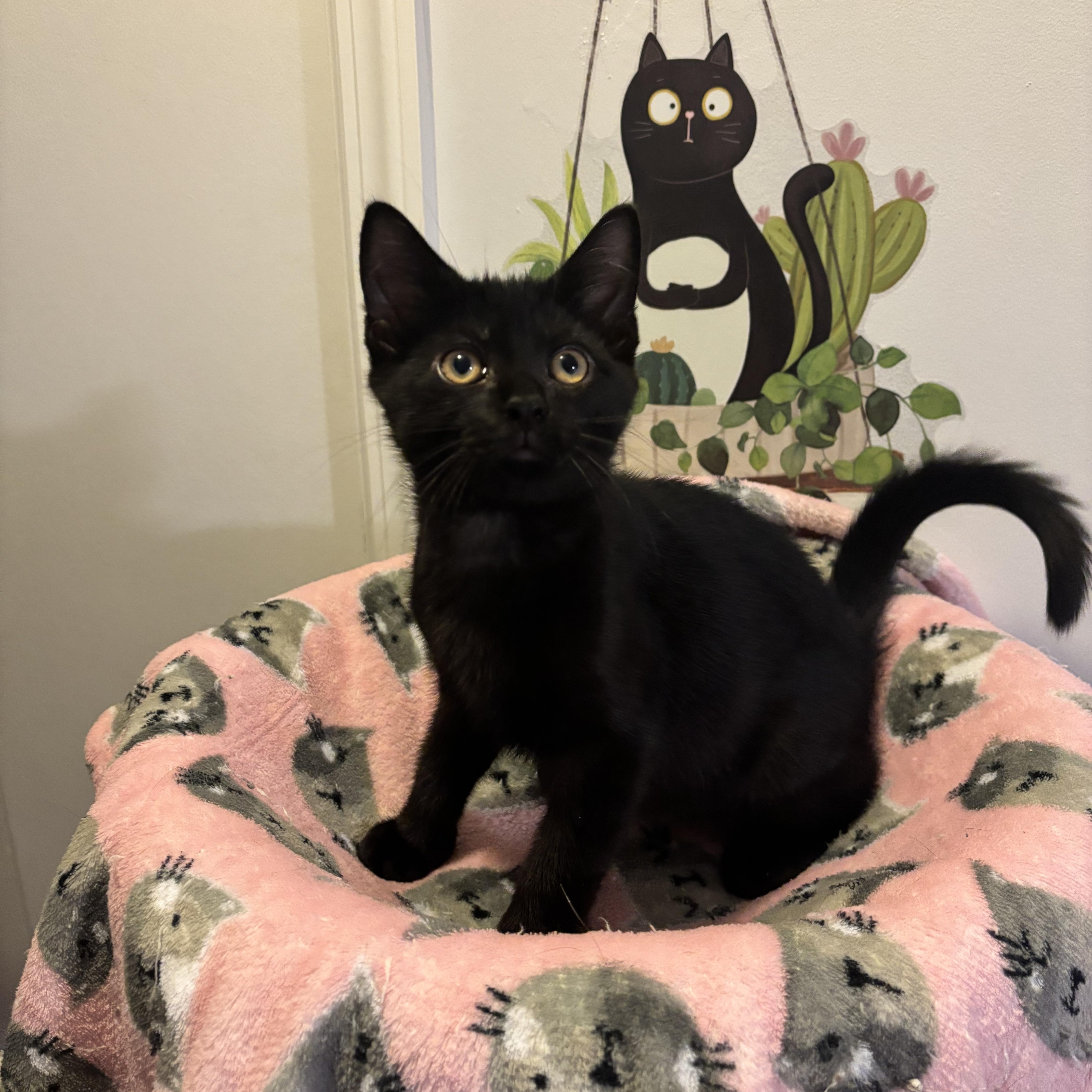 BOWIE - ADOPTION PENDING 3