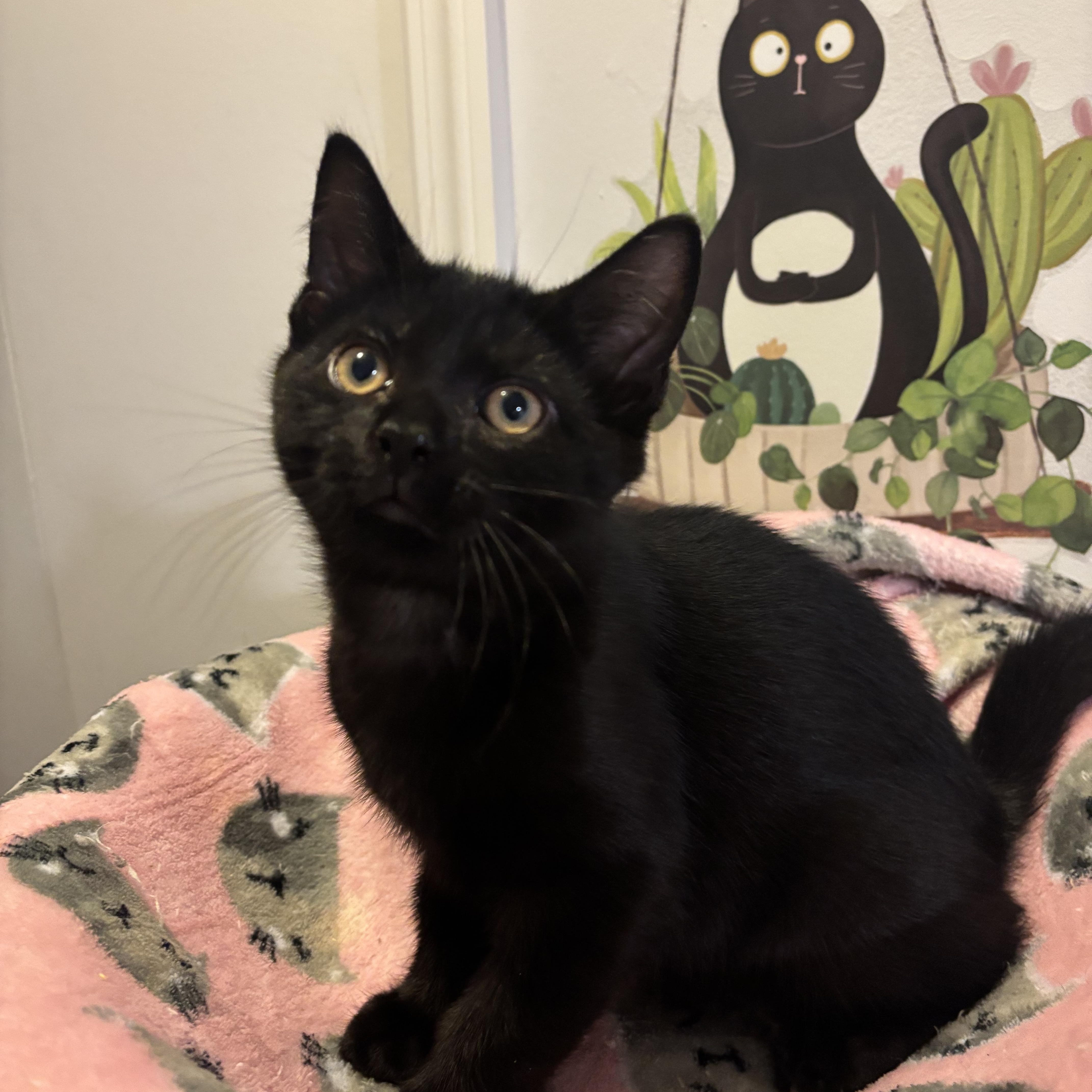 BOWIE - ADOPTION PENDING 4