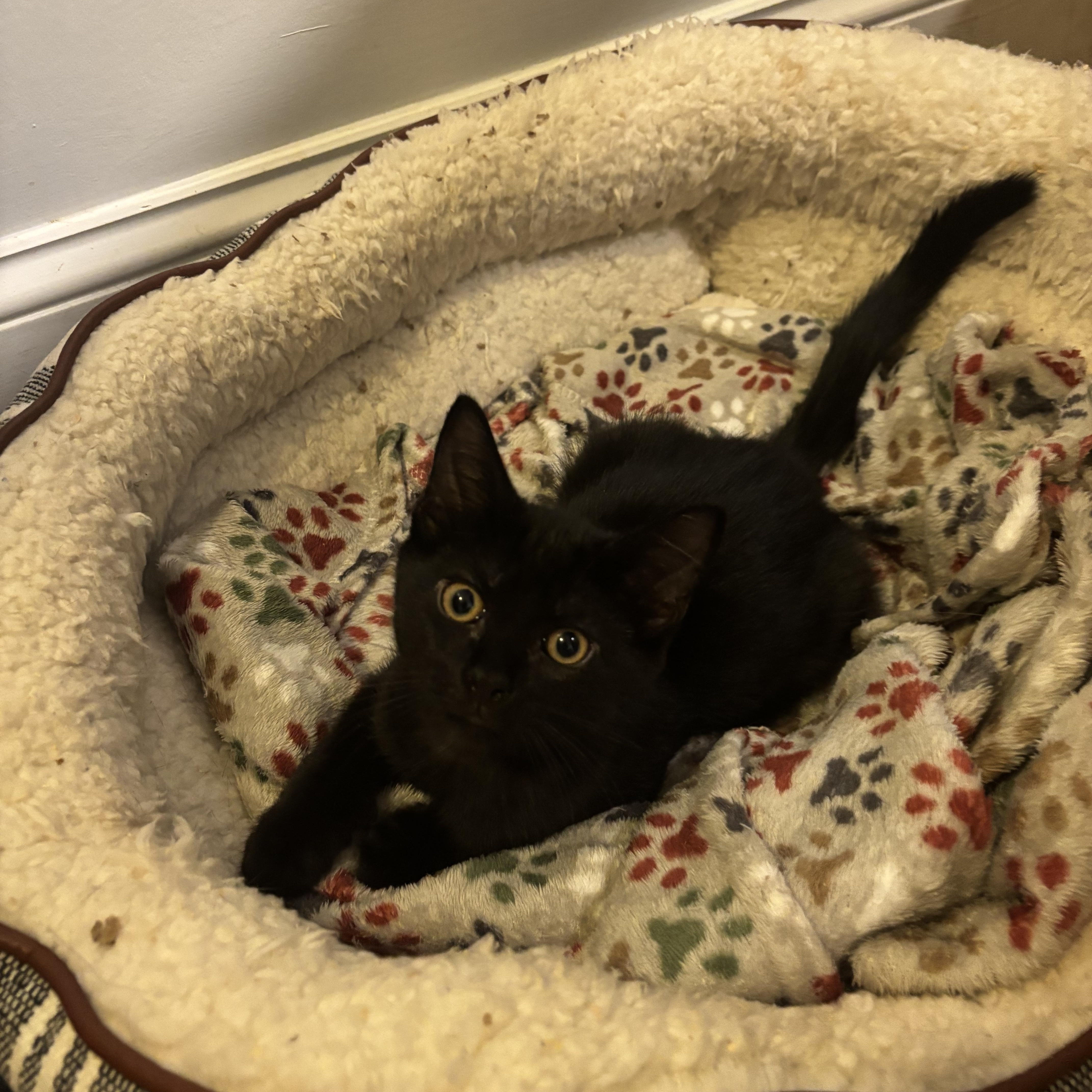 BOWIE - ADOPTION PENDING