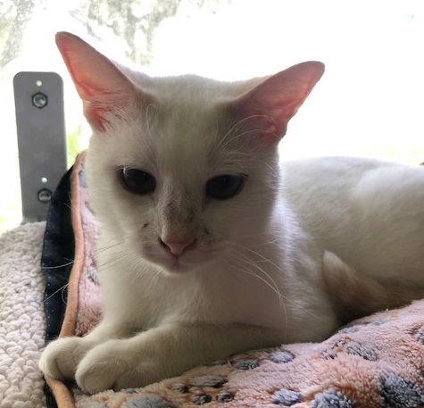 Enlarge Cody #flame-point-Siamese, a Adopted mixed breed in Houston, TX image 1/3