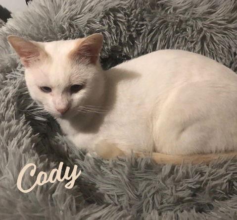 Enlarge Cody #flame-point-Siamese, a Adopted mixed breed in Houston, TX image 2/3