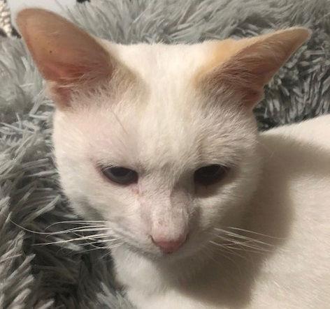 Enlarge Cody #flame-point-Siamese, a Adopted mixed breed in Houston, TX image 3/3