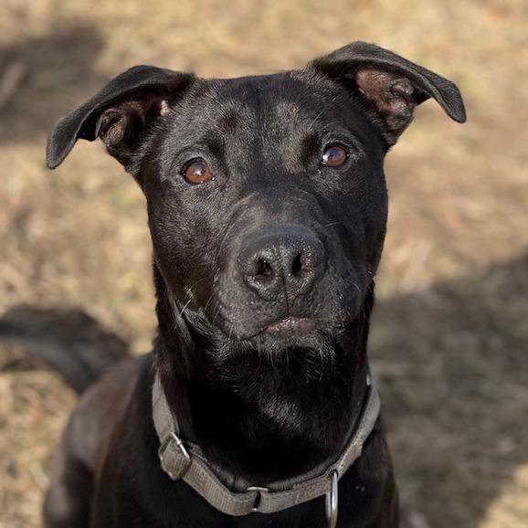 Teddy, a Adoptable mixed breed in Kansas City, MO image 1/6