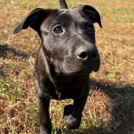 Enlarge Teddy, a Adoptable mixed breed in Kansas City, MO image 1/5