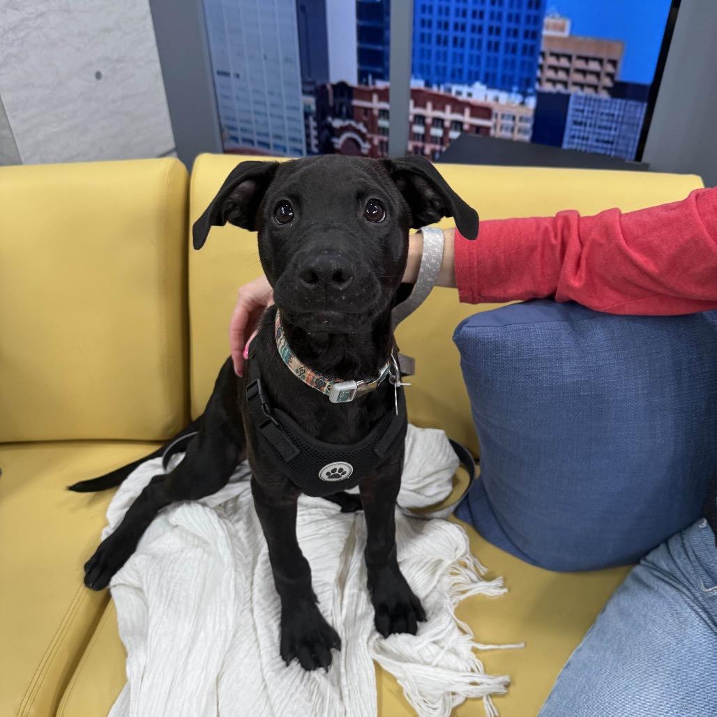 Enlarge Teddy, a Adoptable mixed breed in Kansas City, MO image 2/5