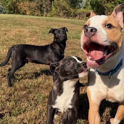 Enlarge Teddy, a Adoptable mixed breed in Kansas City, MO image 3/5