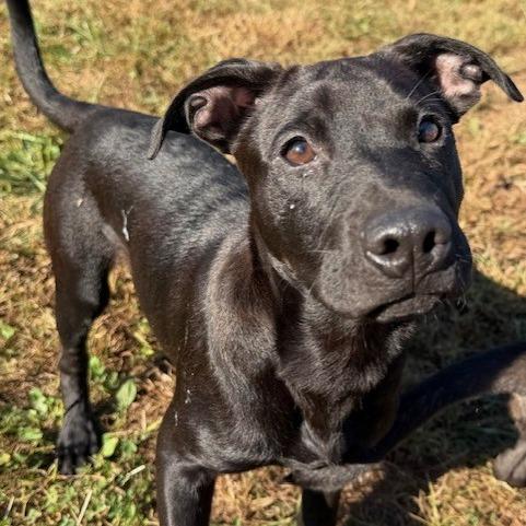 Enlarge Teddy, a Adoptable mixed breed in Kansas City, MO image 4/5