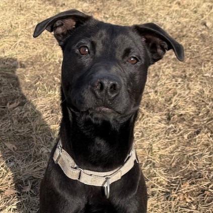 Teddy, a Adoptable mixed breed in Kansas City, MO image 4/6