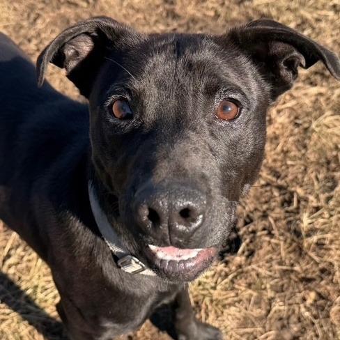 Enlarge Teddy, a Adoptable mixed breed in Kansas City, MO image 5/6