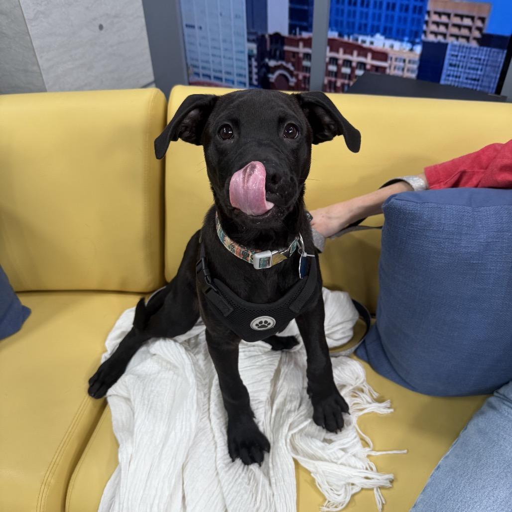 Enlarge Teddy, a Adoptable mixed breed in Kansas City, MO image 5/5