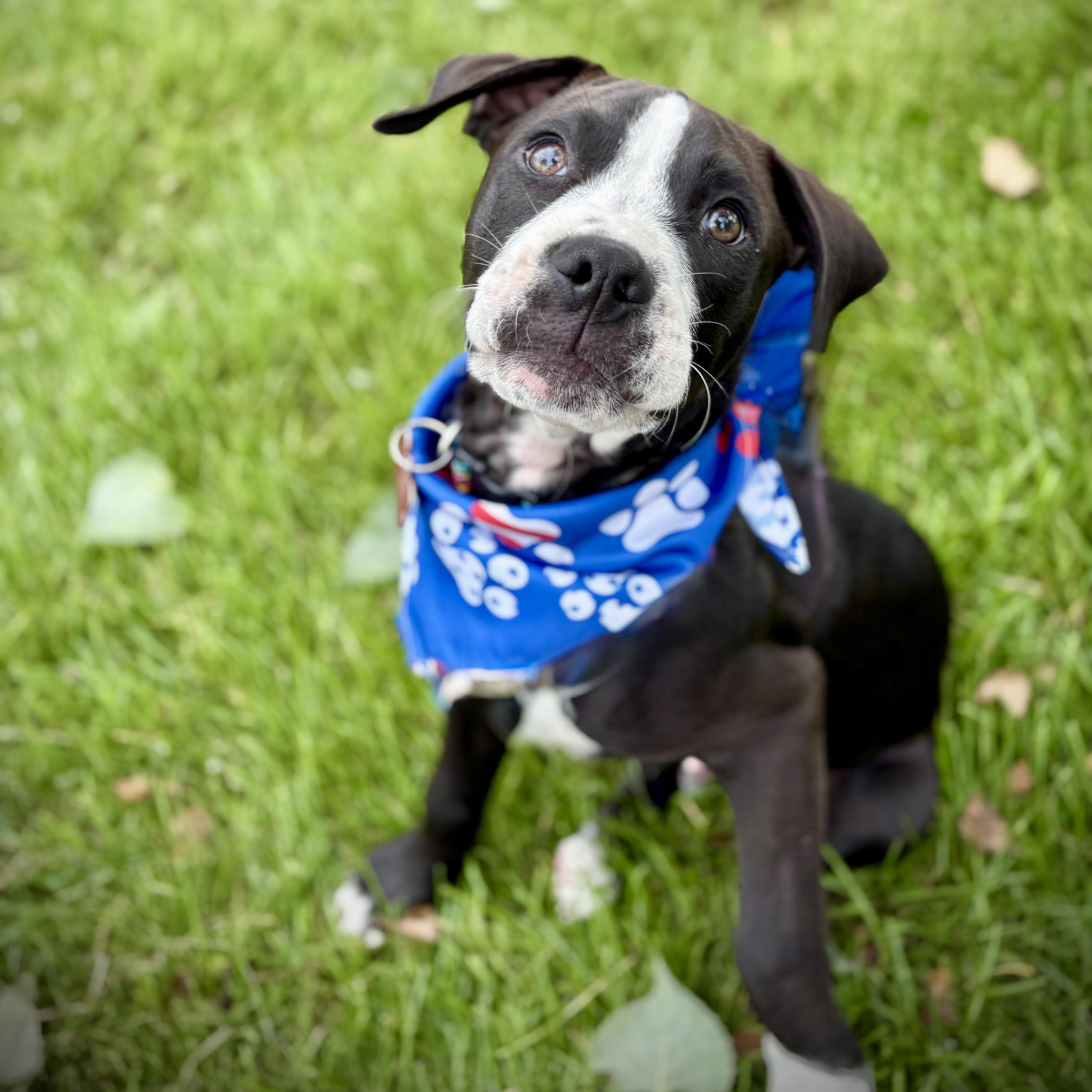 Pork Chop, Baby Male Retriever