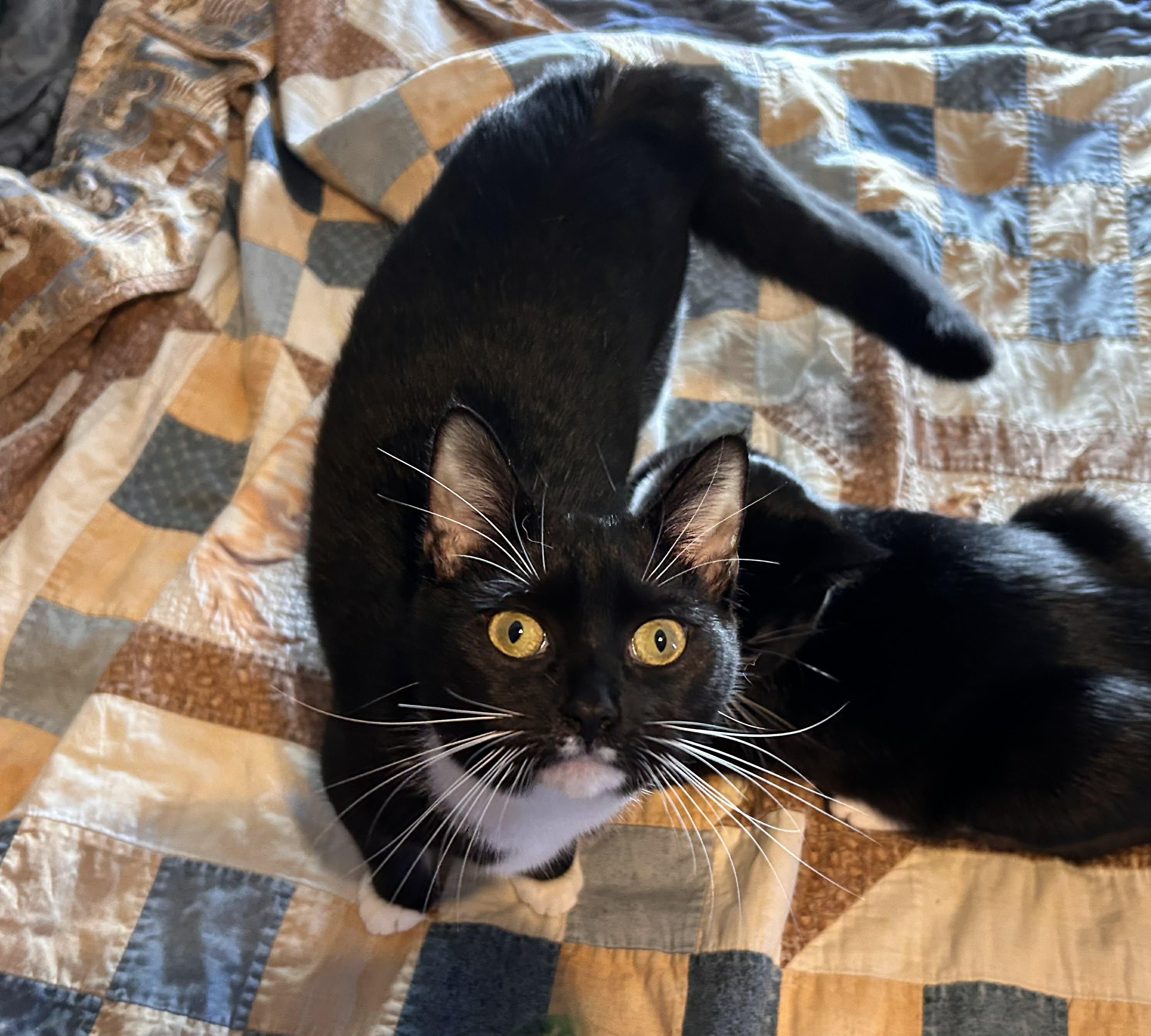 Enlarge Lorna, a Adoptable Tuxedo in Cornwall, NY image 2/5