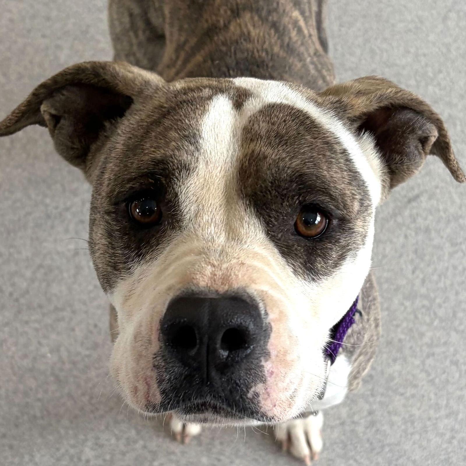 Millie - Name Your Own Adoption Fee!, ADOPTABLE, Adult Female Pit Bull Terrier.