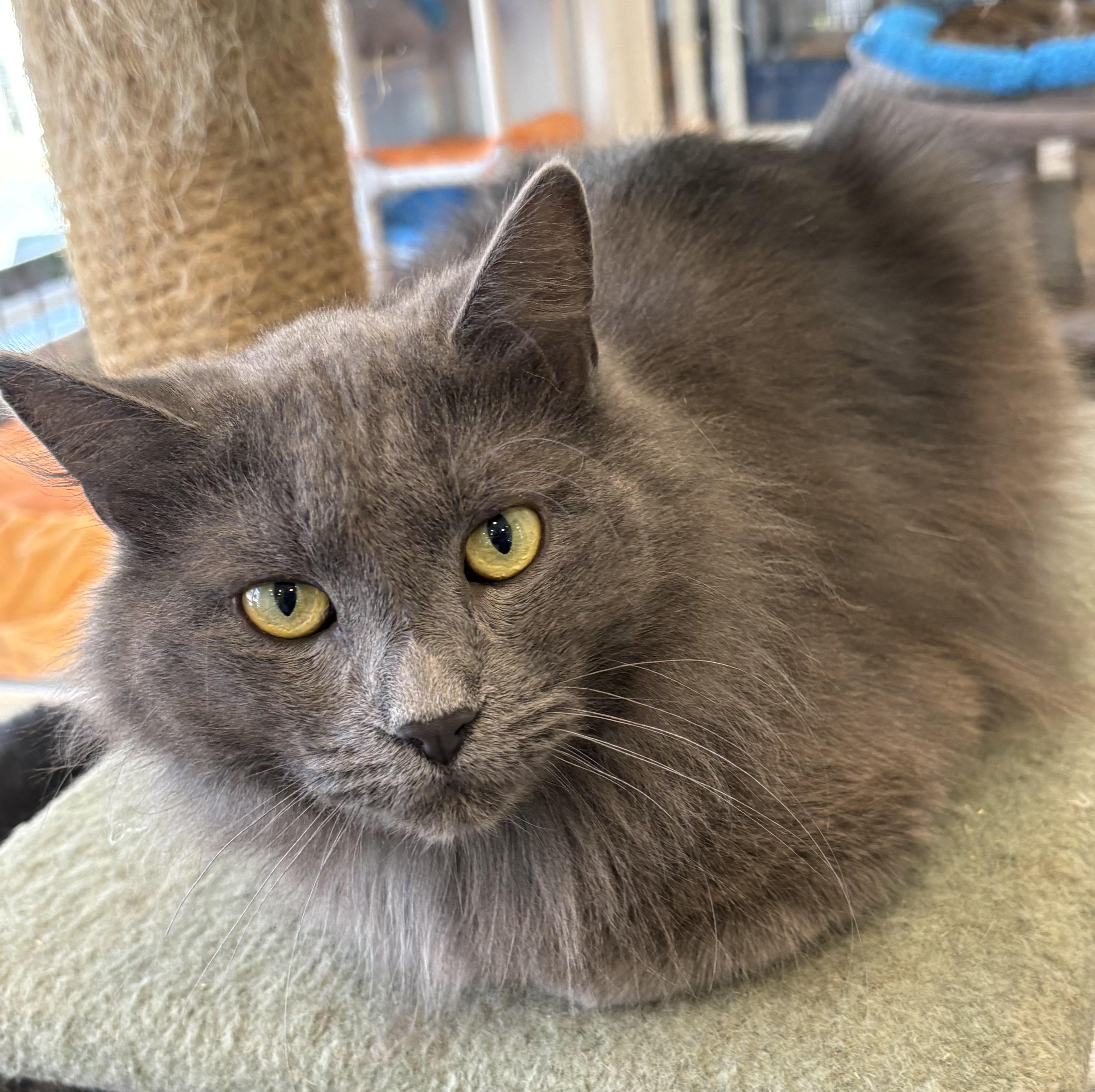 Scrimy, adopted, Adult Male Russian Blue.