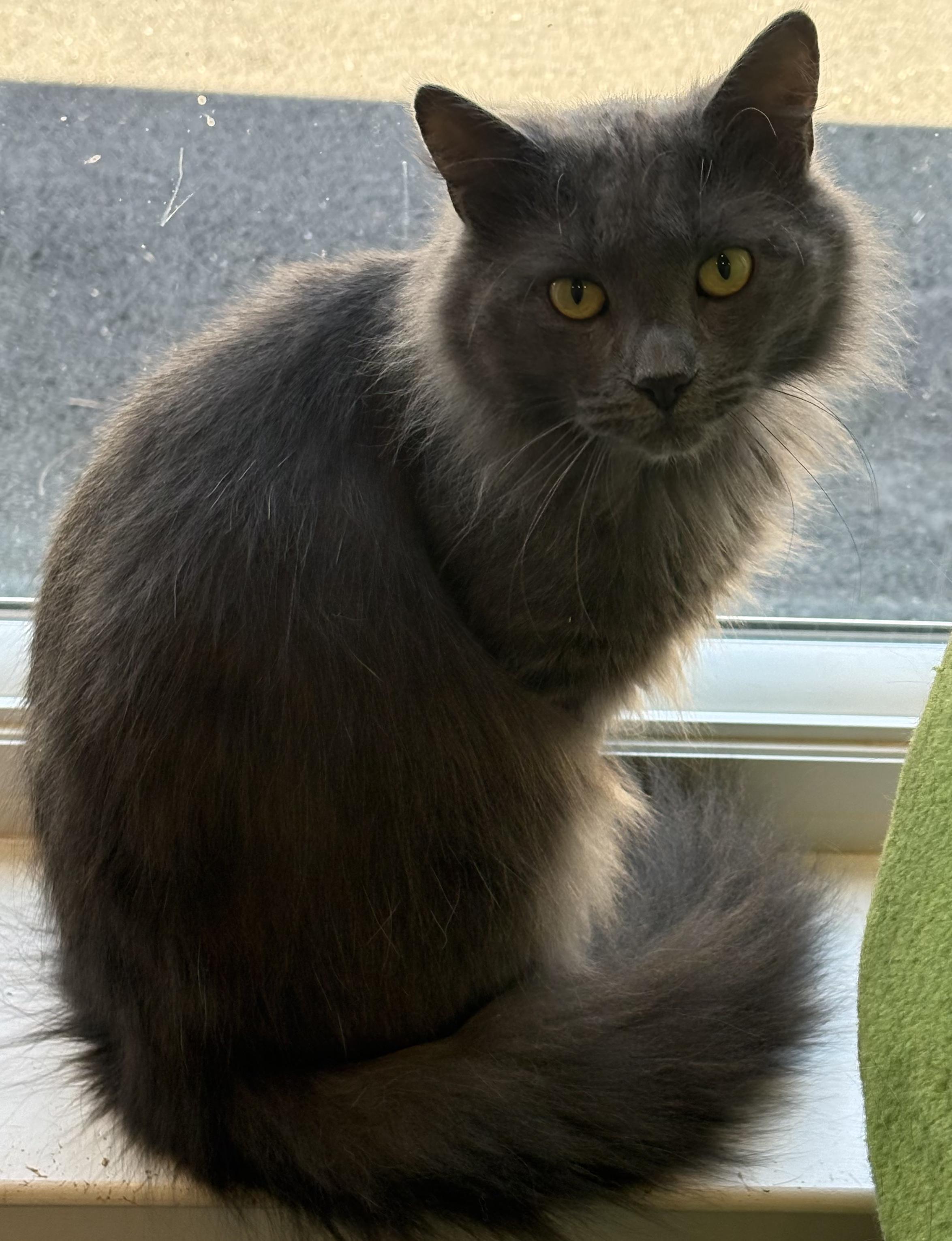 Scrimy, an adopted mixed breed in Warwick, NY image 2/2