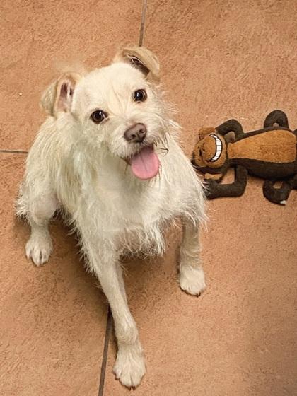 Bobby, Adoptable, Young Male Mixed Breed & Mixed Breed.