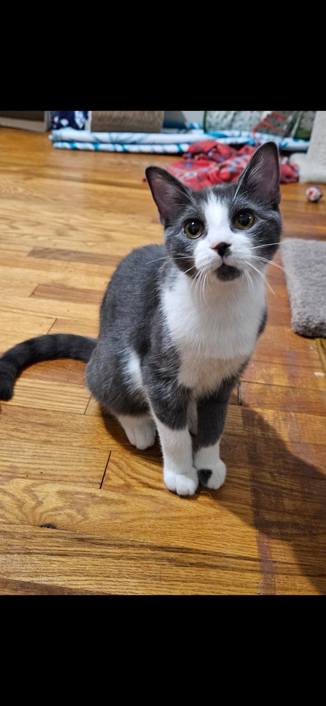 Charlie, a Adopted Domestic Short Hair in Pittsburgh, PA image 1/2