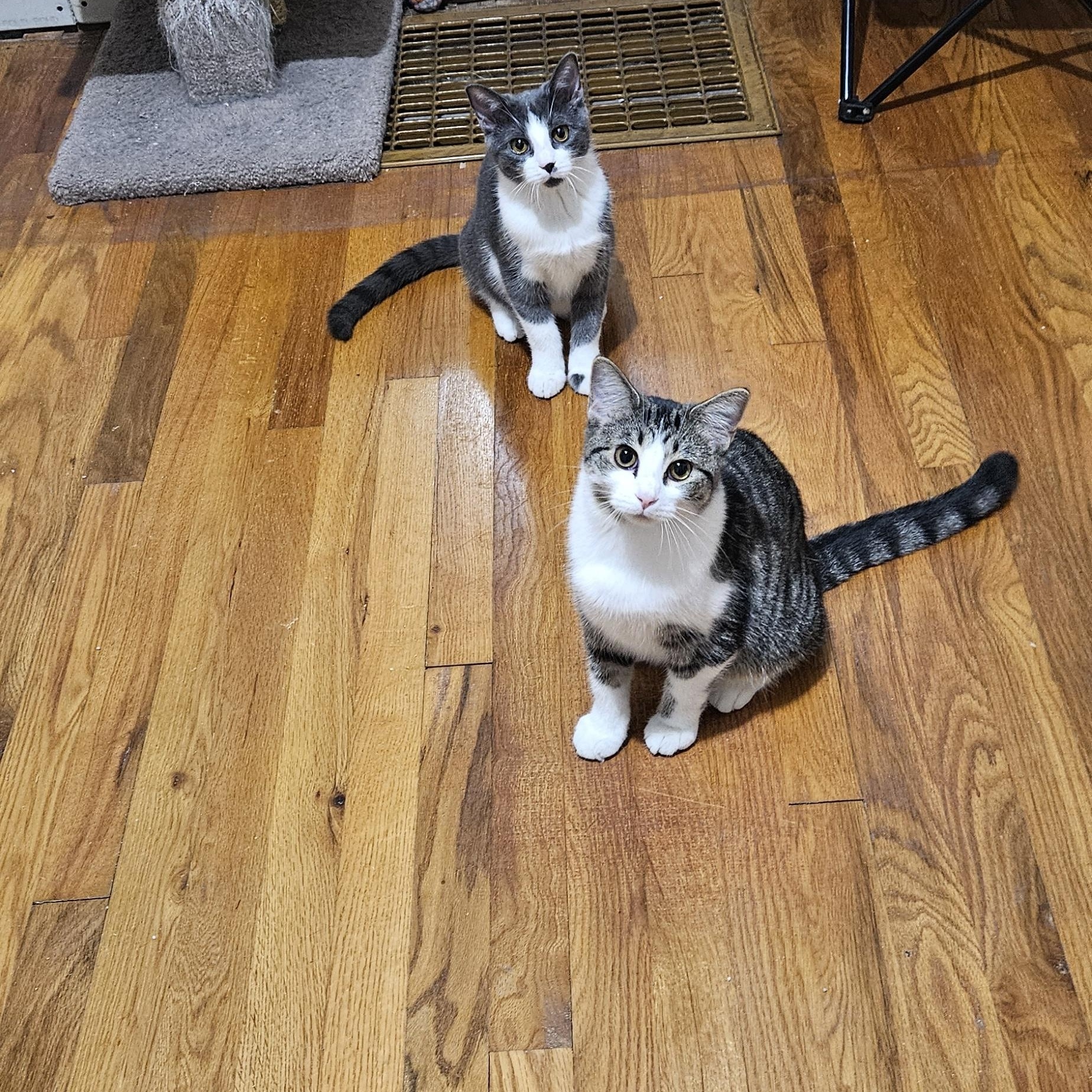 Charlie, a Adopted Domestic Short Hair in Pittsburgh, PA image 2/2