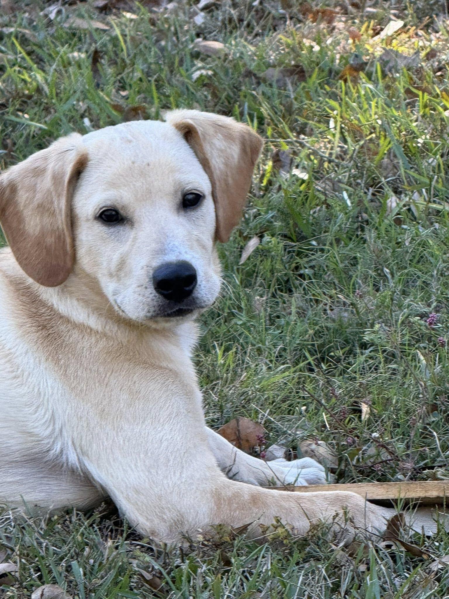 Enlarge Coosa, a Adoptable mixed breed in Attalla, AL image 1/3