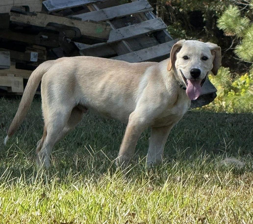 Enlarge Coosa, a Adoptable mixed breed in Attalla, AL image 2/3