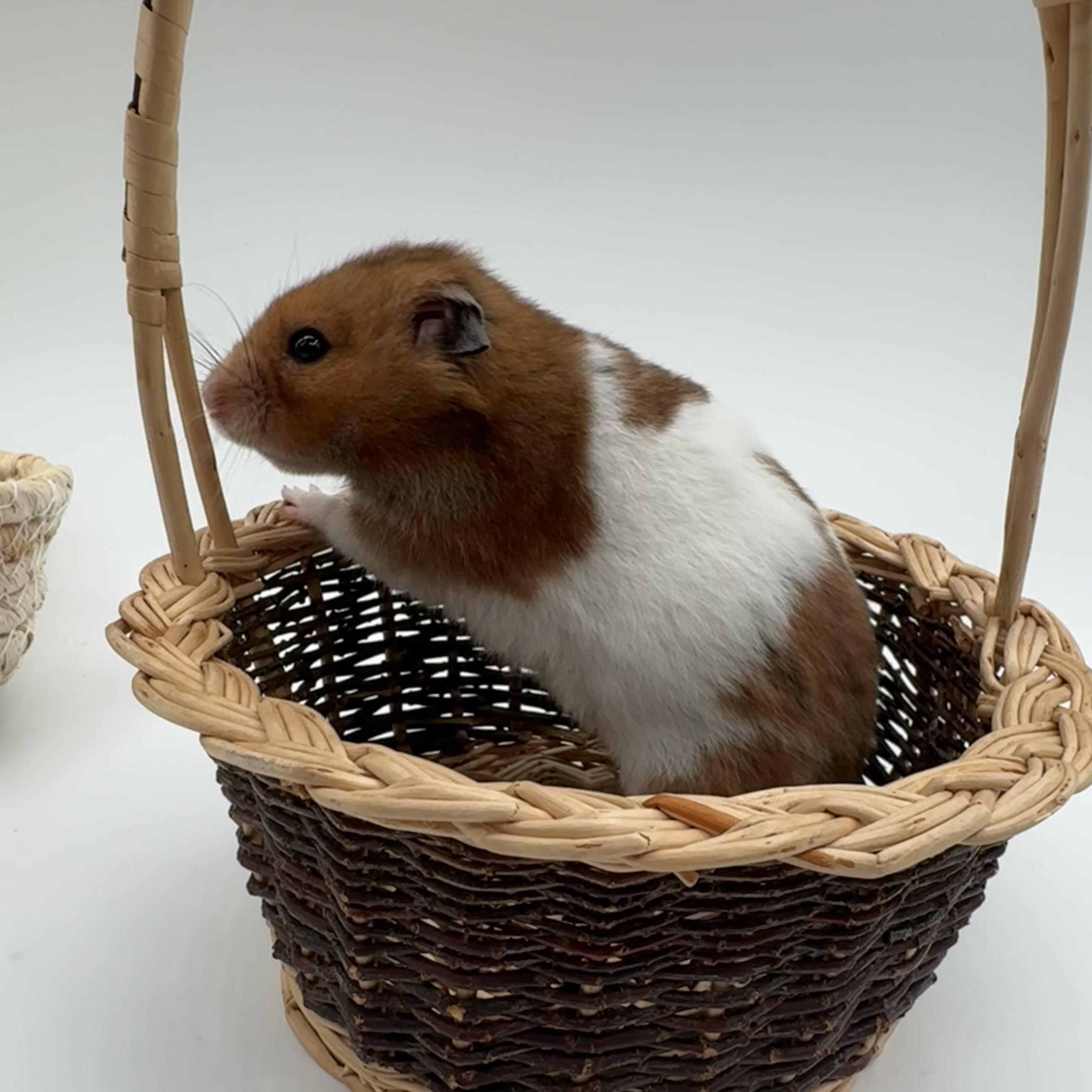 Oatmeal, ADOPTABLE, Adult Male Hamster.