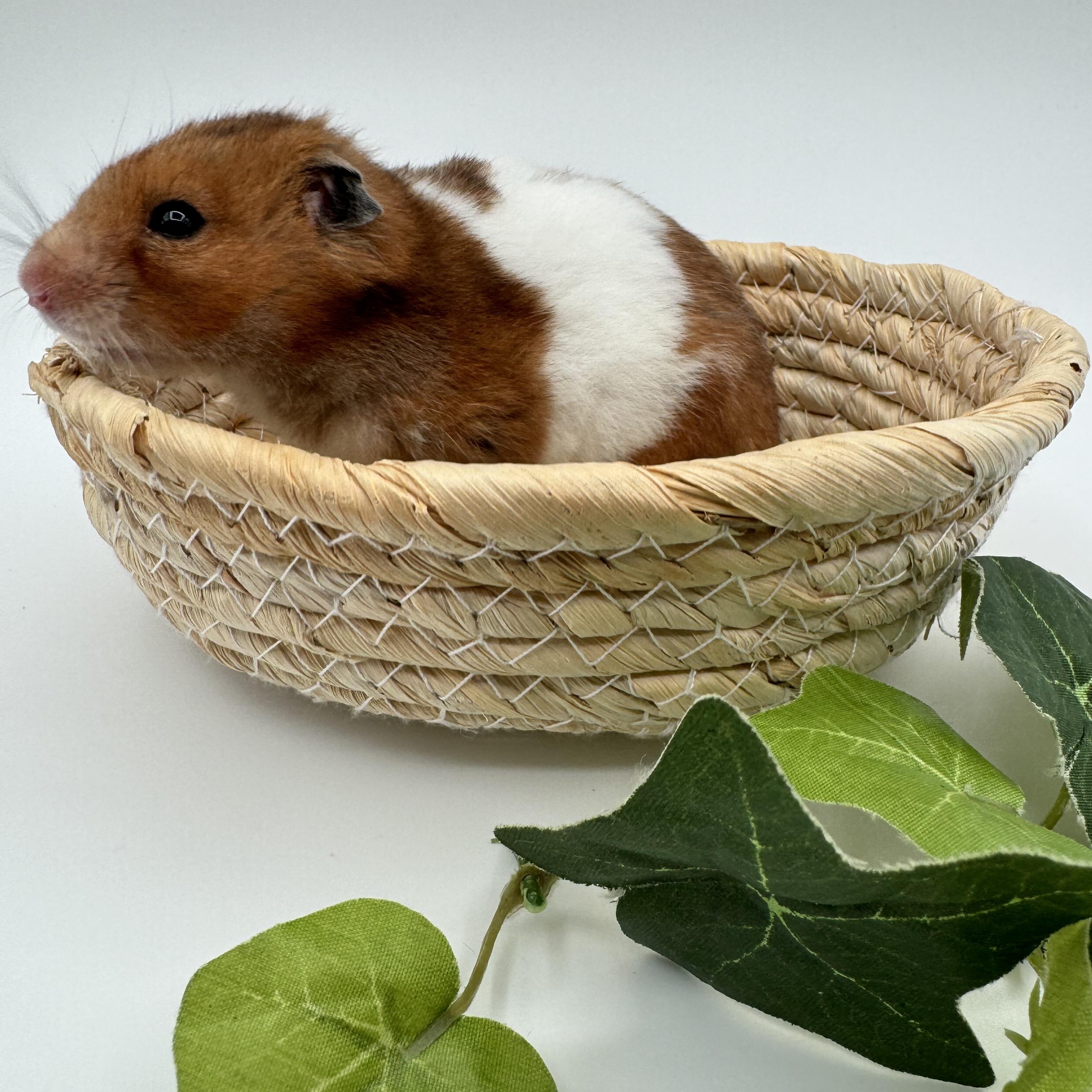 Enlarge Oatmeal, a ADOPTABLE Hamster in Springfield, OR image 2/6
