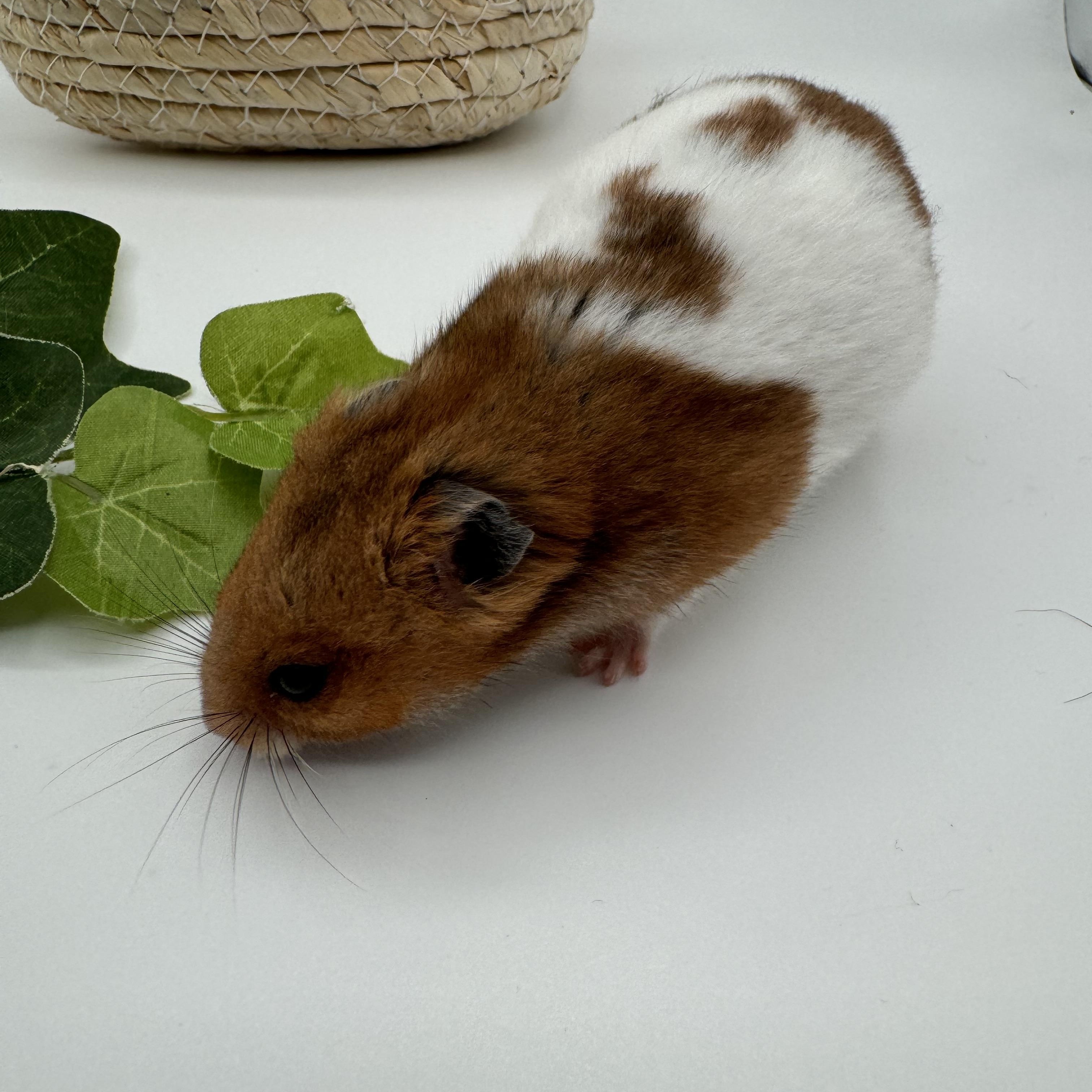 Enlarge Oatmeal, a ADOPTABLE Hamster in Springfield, OR image 3/6