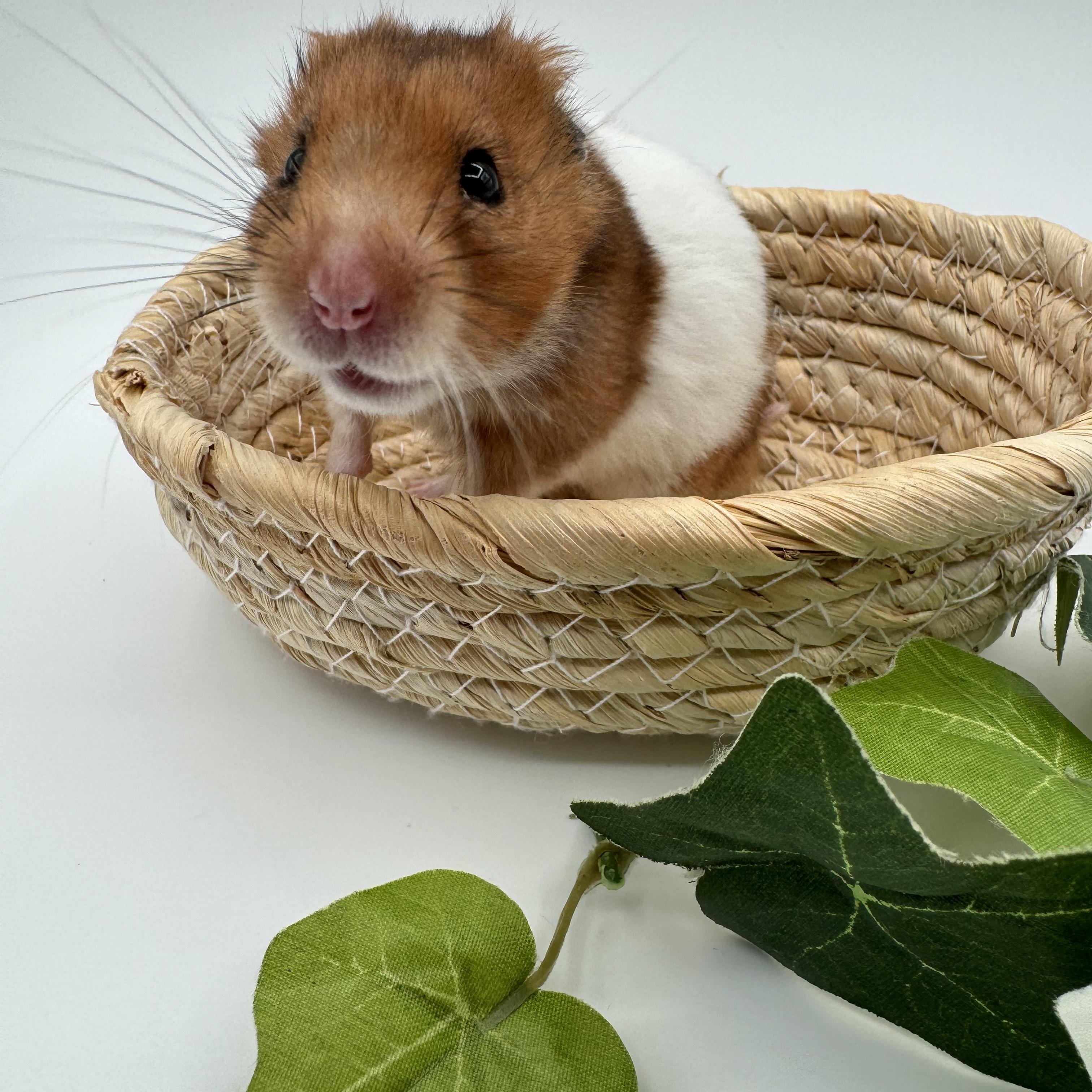Enlarge Oatmeal, a ADOPTABLE Hamster in Springfield, OR image 4/6
