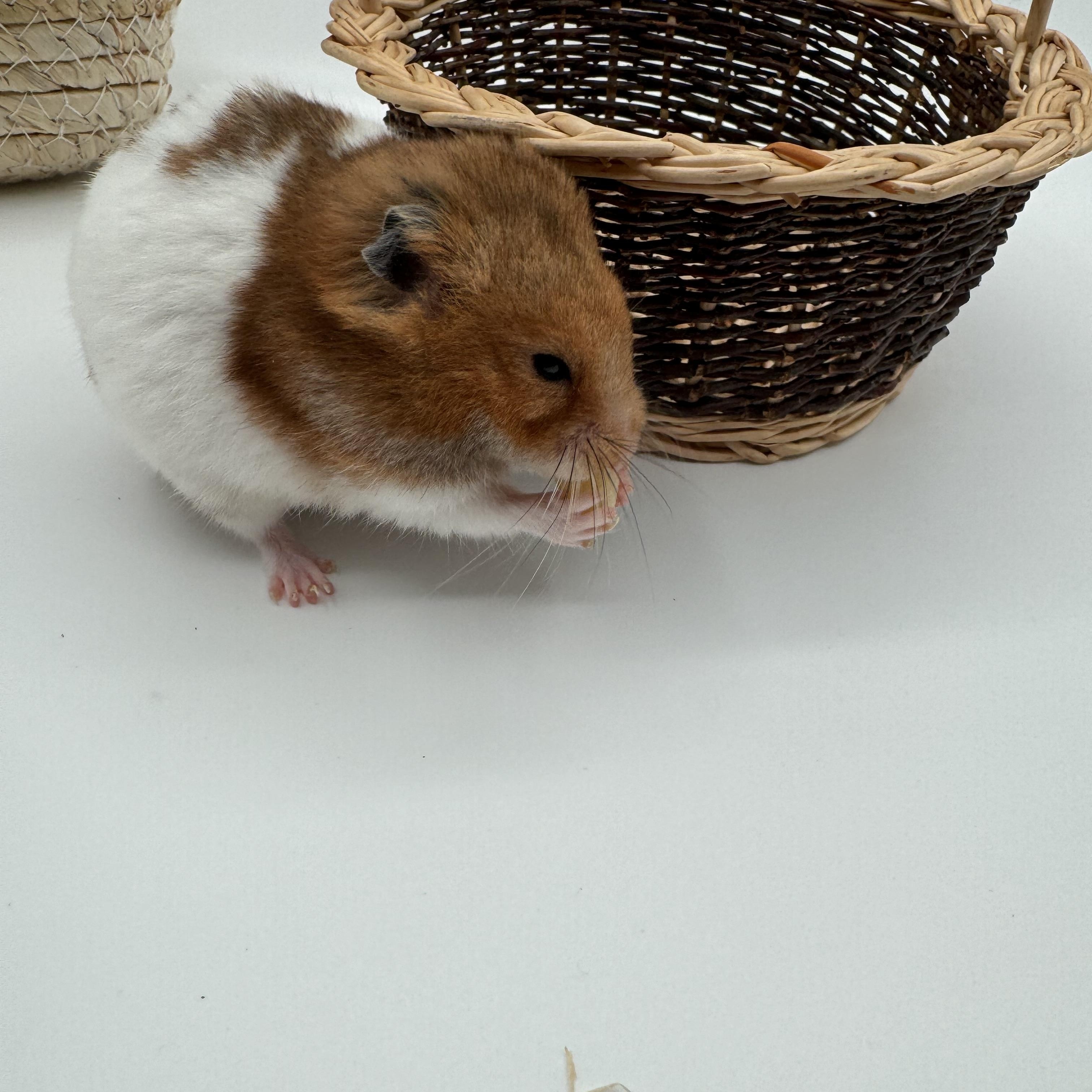 Enlarge Oatmeal, a ADOPTABLE Hamster in Springfield, OR image 5/6
