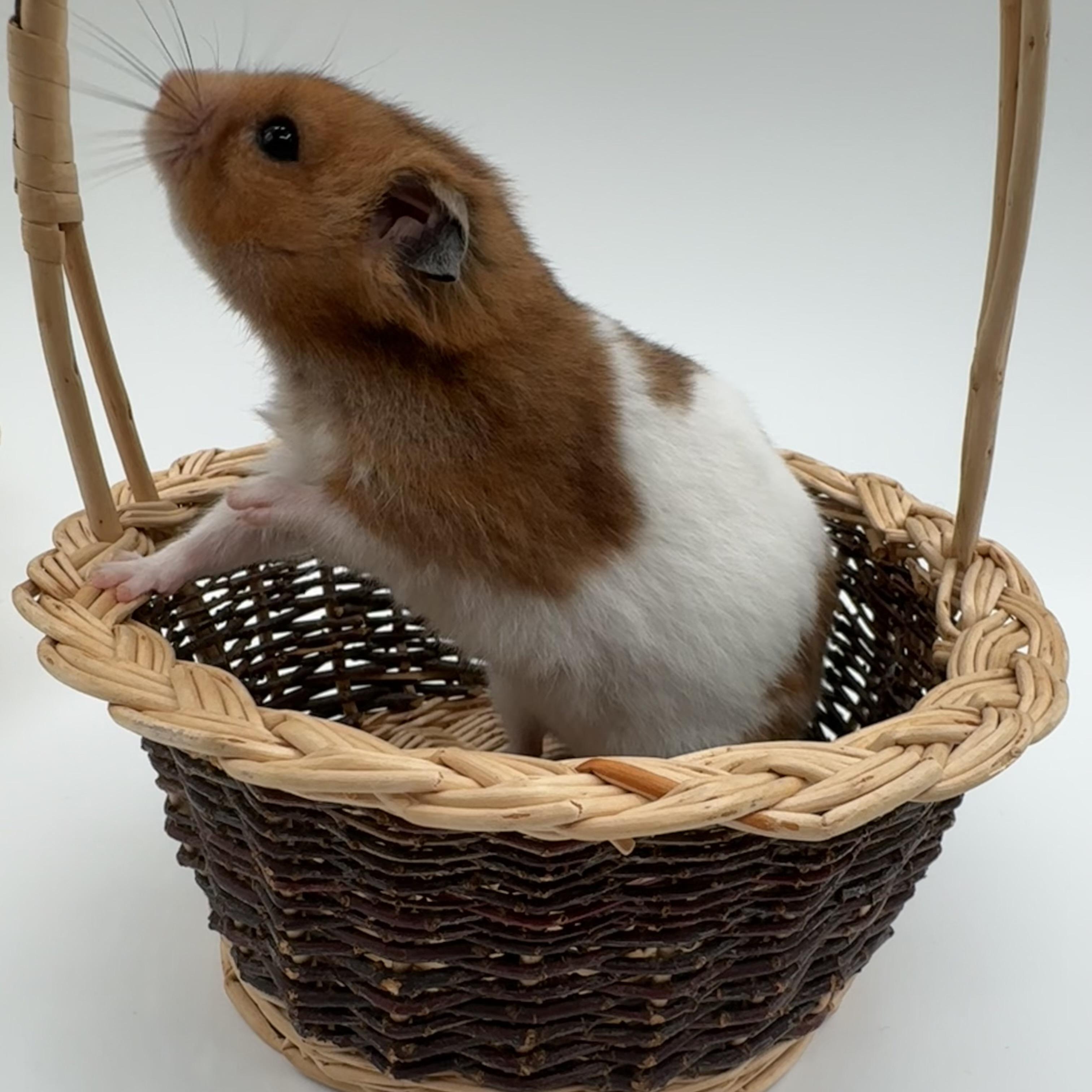 Enlarge Oatmeal, a ADOPTABLE Hamster in Springfield, OR image 6/6