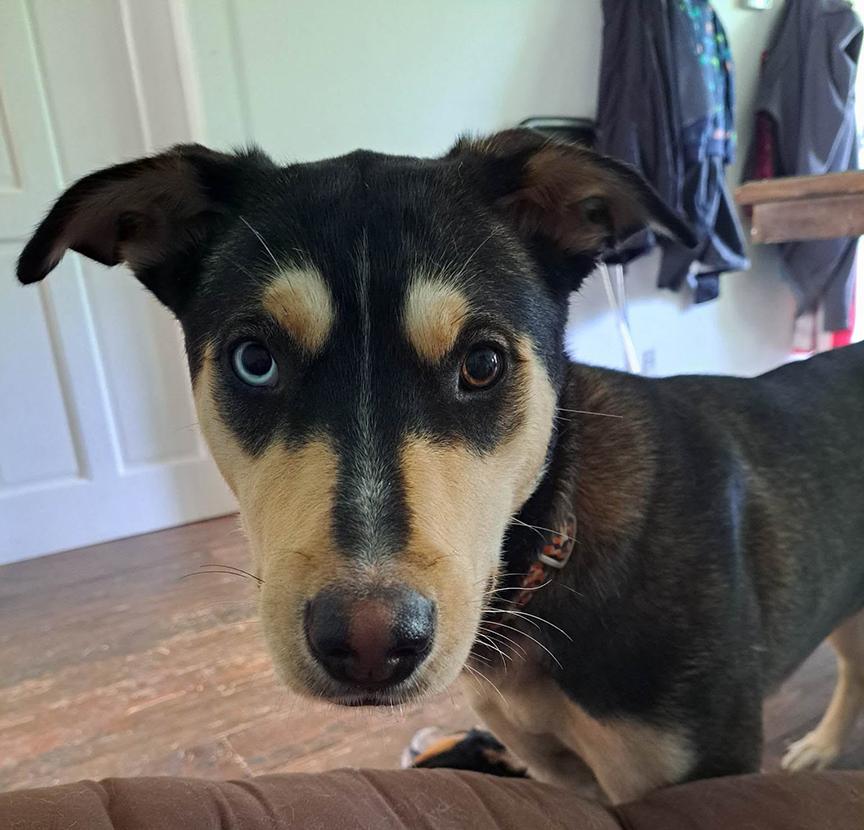 Maple, a ADOPTABLE mixed breed in Stanstead, QC image 3/5